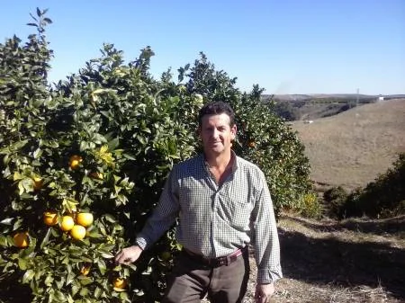 Naranjas maduras en el árbol
