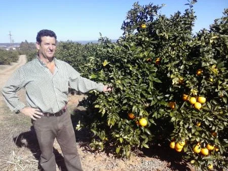 Naranjos con fruta en los campos de Narandalus