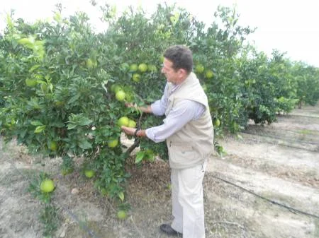Recolección de naranjas