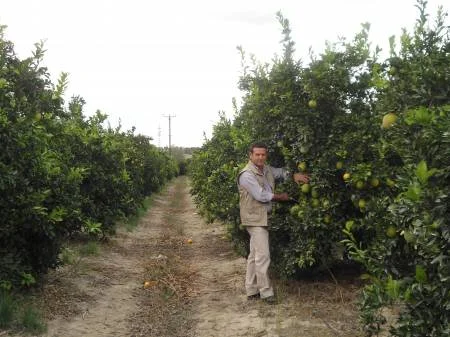 Plantación de cítricos